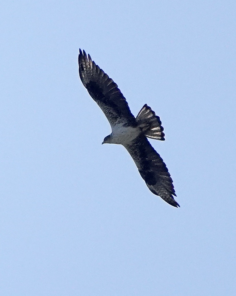 Bonelli's eagle